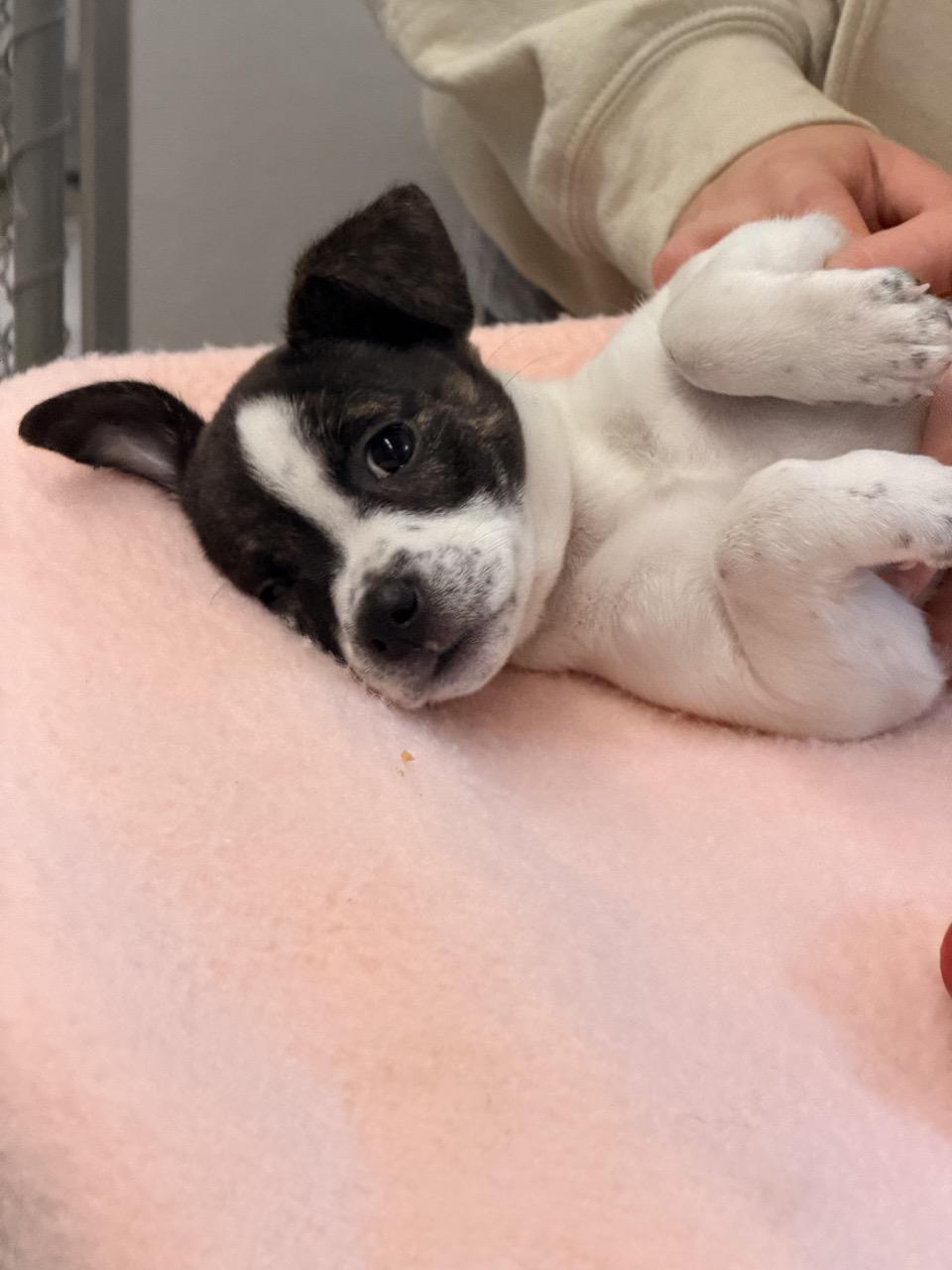 Sarah Jessica Barker, adoptable, Puppy Female Beagle & Jack Russell Terrier.