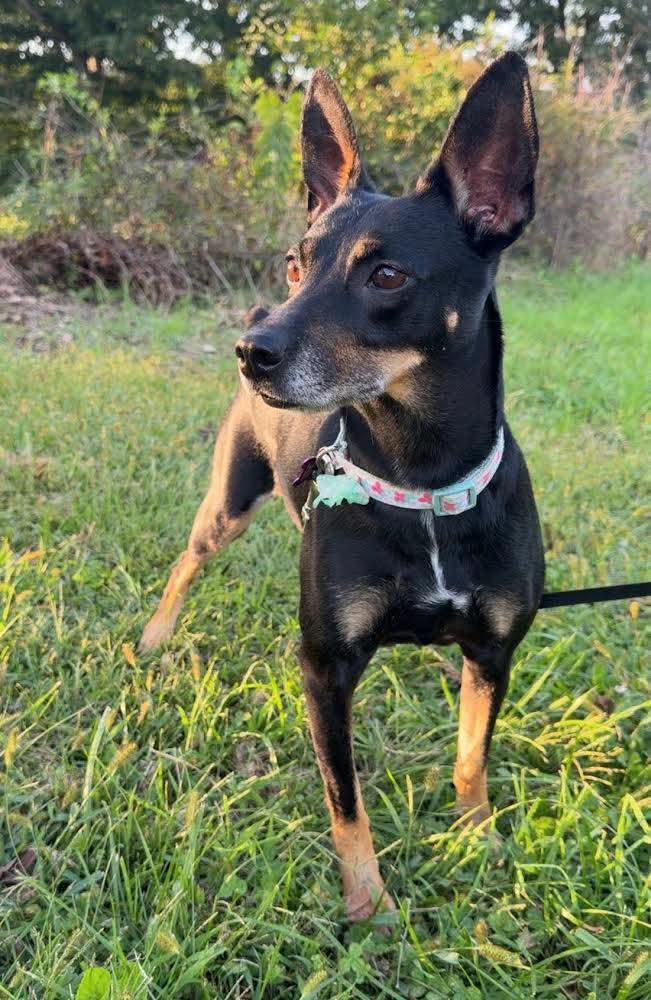 Enlarge Winnie, a Adoptable mixed breed in Washington , PA image 1/1