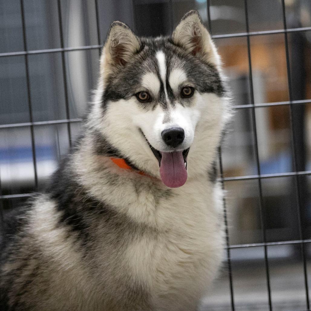 Enlarge Roof (MR26-324), a Adoptable mixed breed in Peyton, CO image 2/5