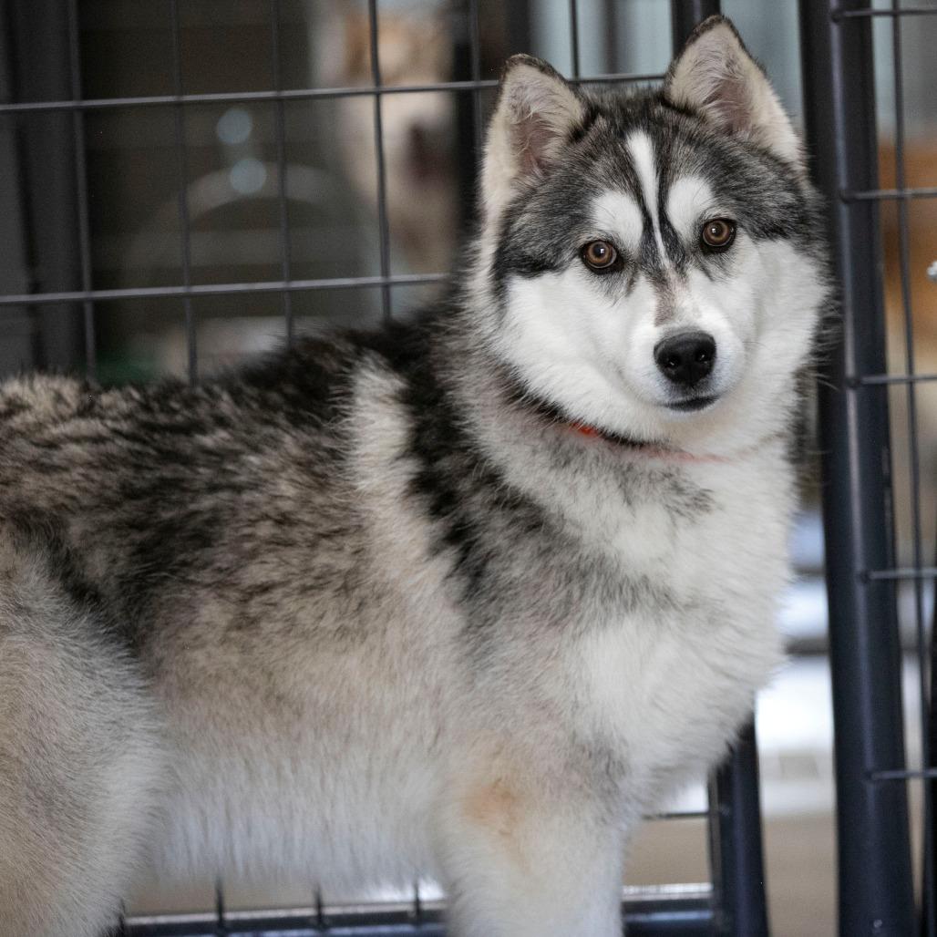 Enlarge Roof (MR26-324), a Adoptable mixed breed in Peyton, CO image 3/5