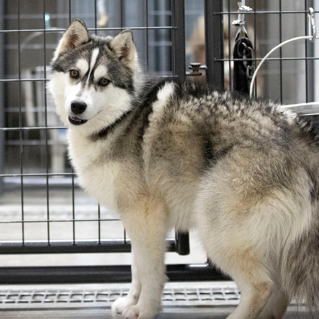 Enlarge Roof (MR26-324), a Adoptable mixed breed in Peyton, CO image 5/5