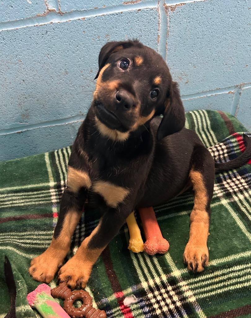 Emory, Adoptable, Puppy Female Labrador Retriever & Mixed Breed.