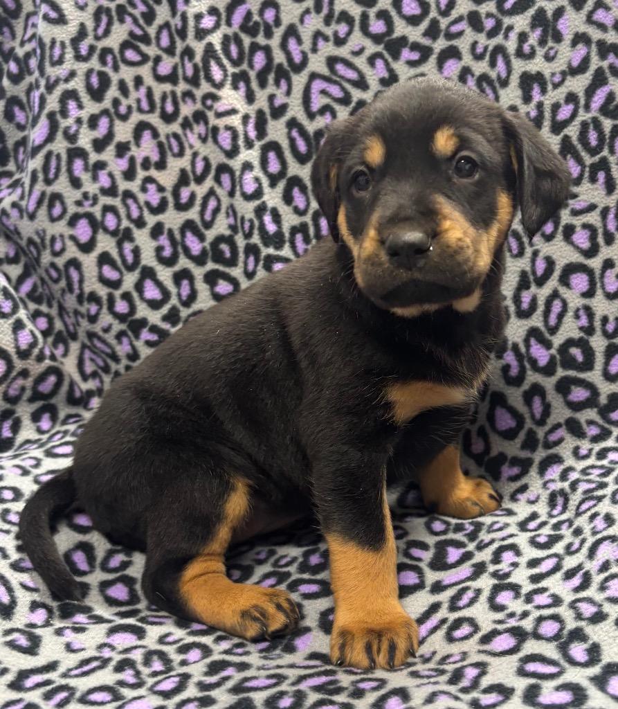 Enlarge Emory, a Adoptable mixed breed in Seven Points, TX image 2/2