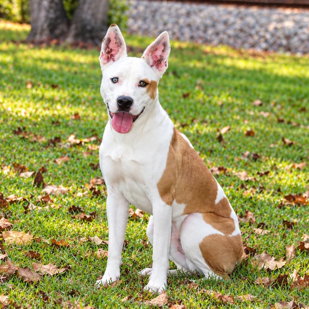 Nuke, Adoptable, Young Male Australian Cattle Dog / Blue Heeler & American Staffordshire Terrier.