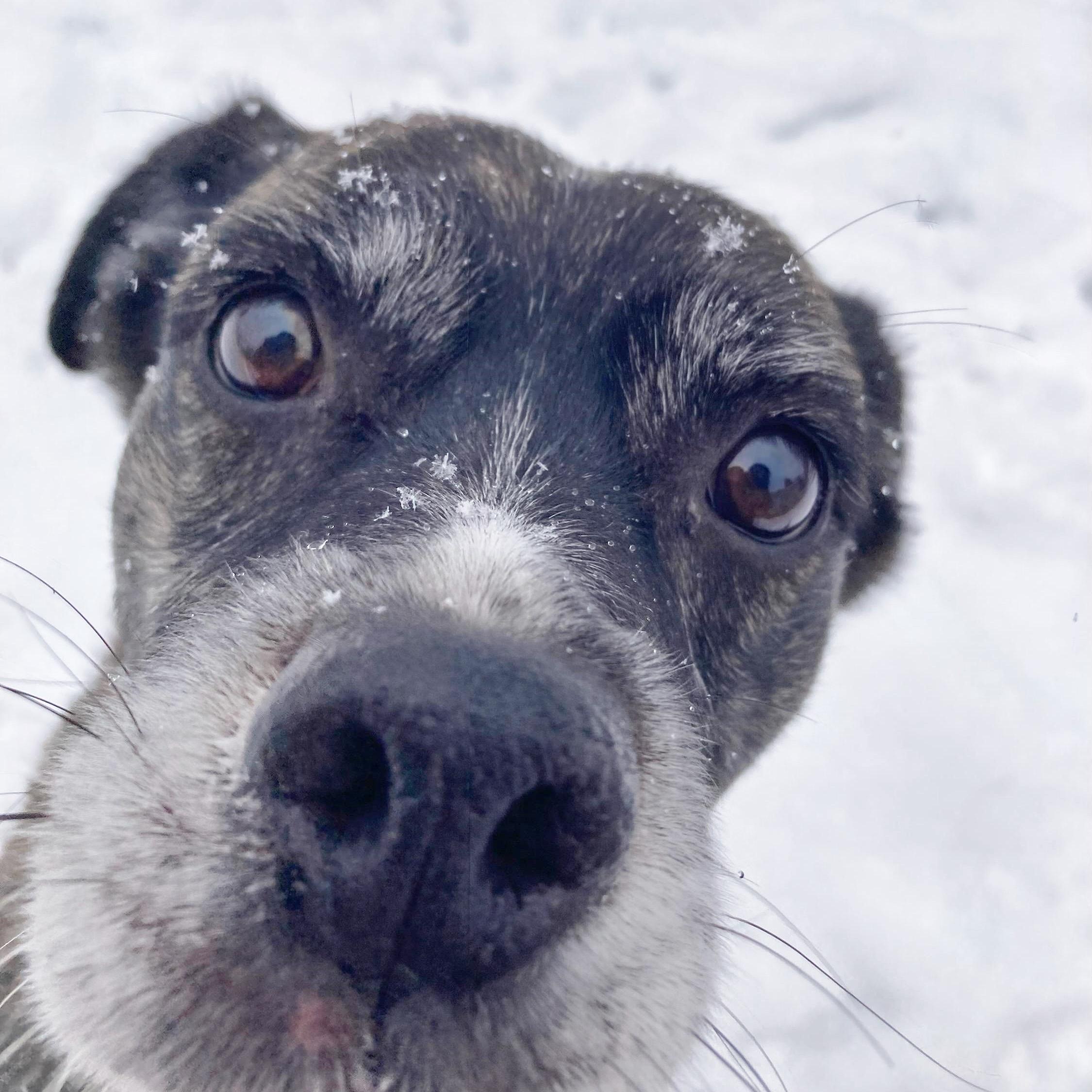 Enlarge Chai, an adoptable mixed breed in Traverse City, MI image 3/3