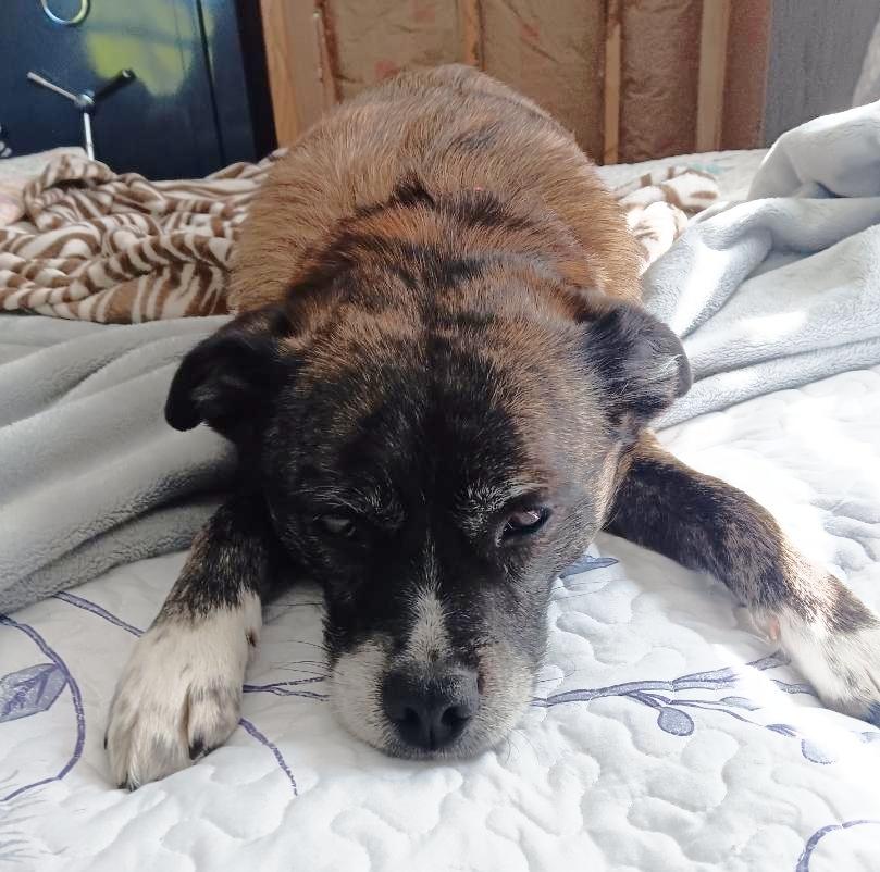 Chai, adoptable, Adult Female Terrier.