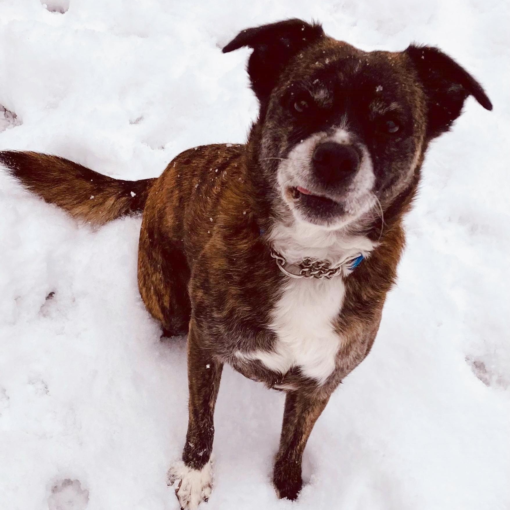 Enlarge Chai, an adoptable mixed breed in Traverse City, MI image 2/3