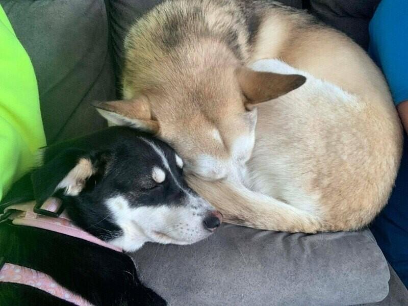 Enlarge Alison (Ali), a Adoptable Mixed Breed in Athens, ON image 1/6