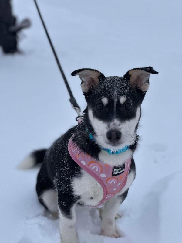 Alison (Ali), Adoptable, Young Female Mixed Breed.