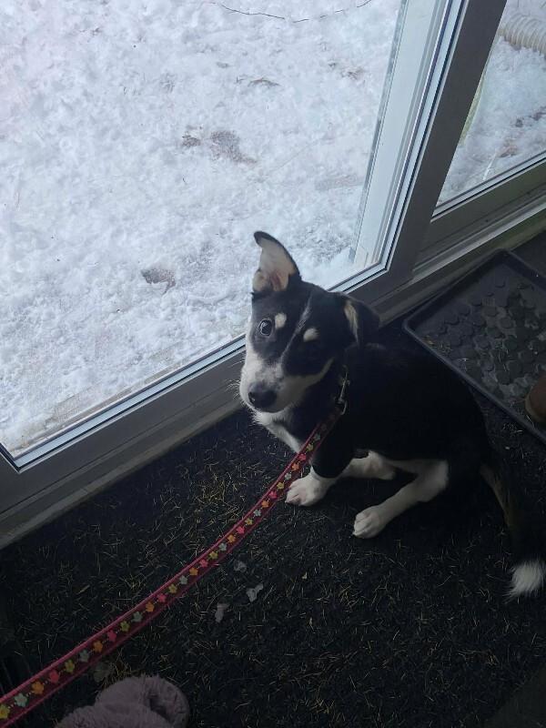 Enlarge Alison (Ali), a Adoptable Mixed Breed in Athens, ON image 2/6