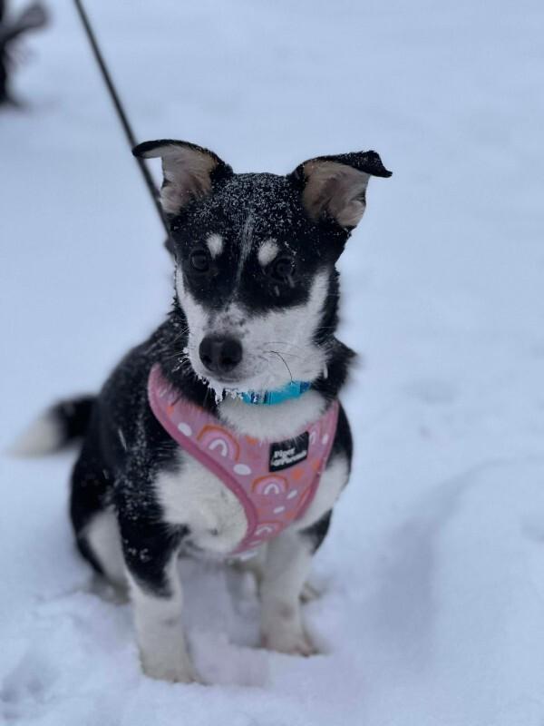 Enlarge Alison (Ali), a Adoptable Mixed Breed in Athens, ON image 3/6