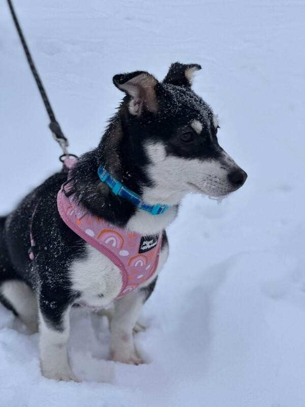 Enlarge Alison (Ali), a Adoptable Mixed Breed in Athens, ON image 4/6