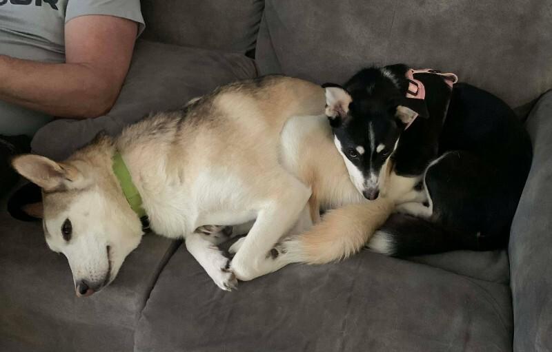 Enlarge Alison (Ali), a Adoptable Mixed Breed in Athens, ON image 6/6