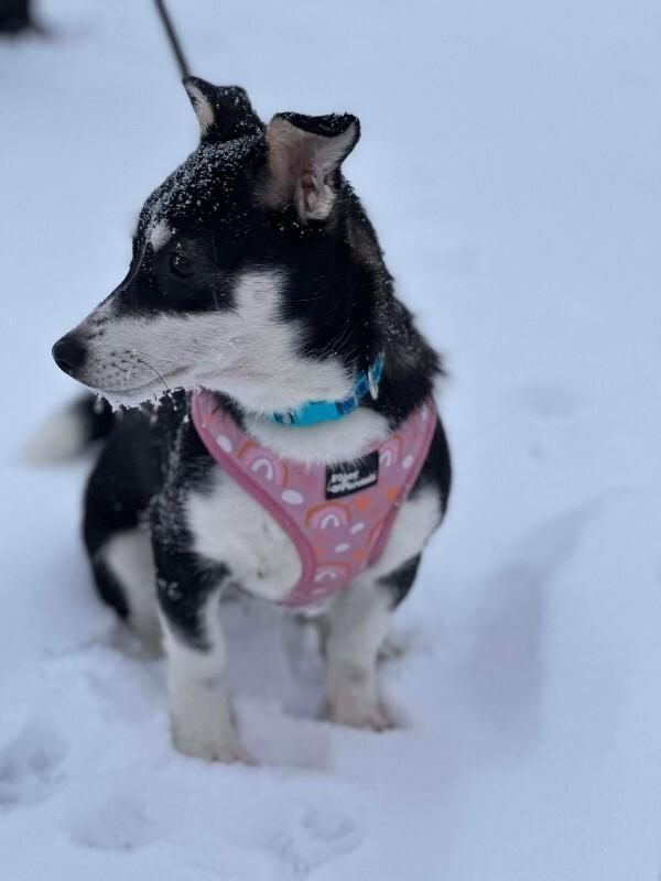 Enlarge Alison (Ali), a Adoptable Mixed Breed in Athens, ON image 5/6
