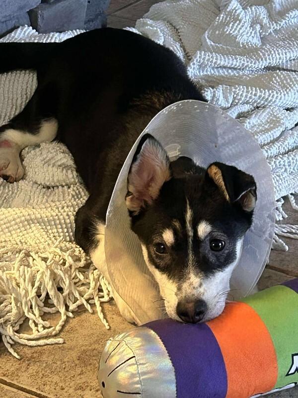 Enlarge Alison (Ali), a Adoptable Mixed Breed in Athens, ON image 6/6