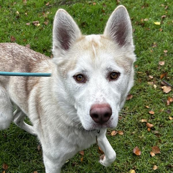 Sugarcane, Adoptable, Adult Male Siberian Husky.