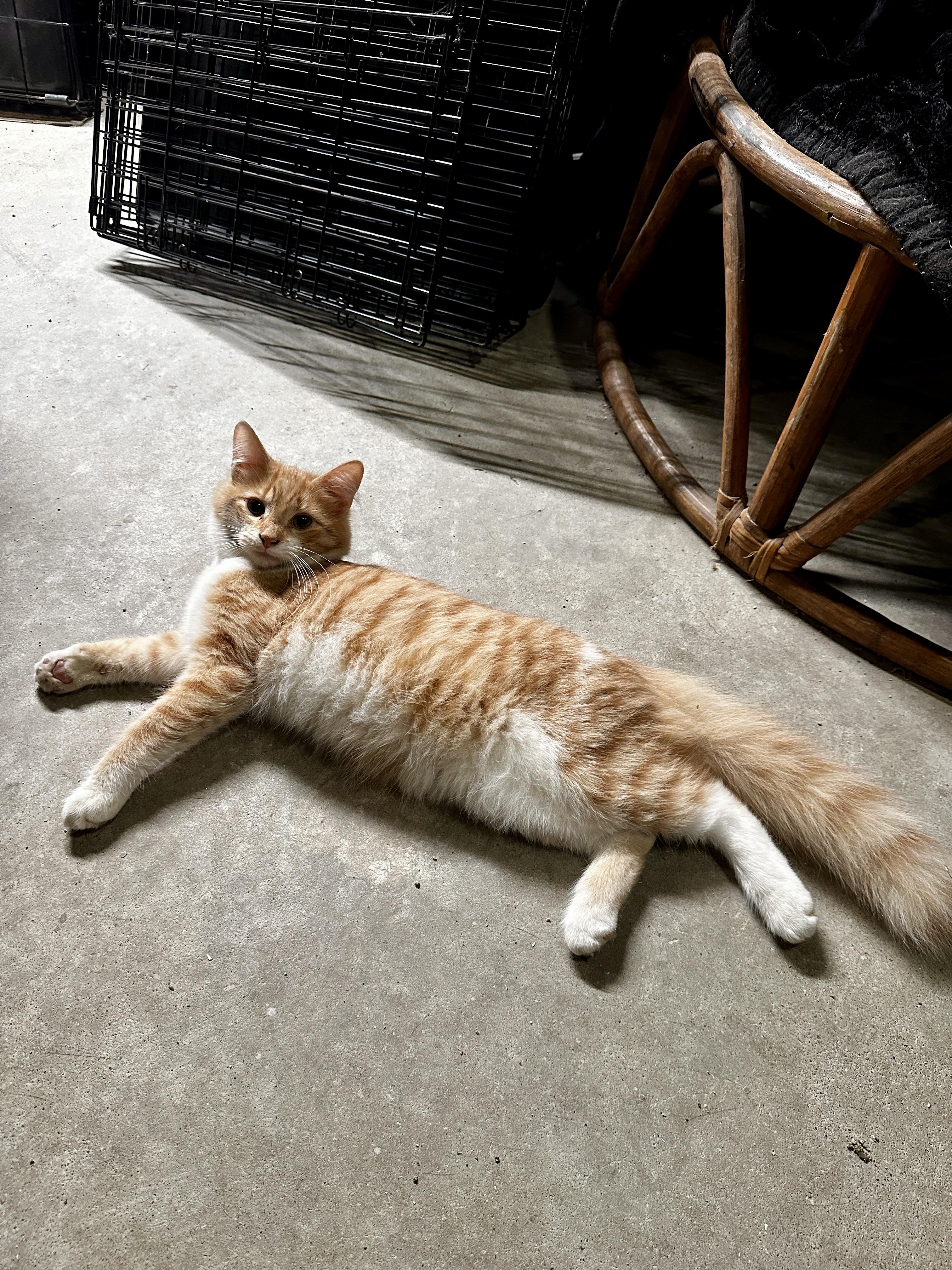 Enlarge Potter, a Adoptable Domestic Medium Hair in Suffolk, VA image 3/5