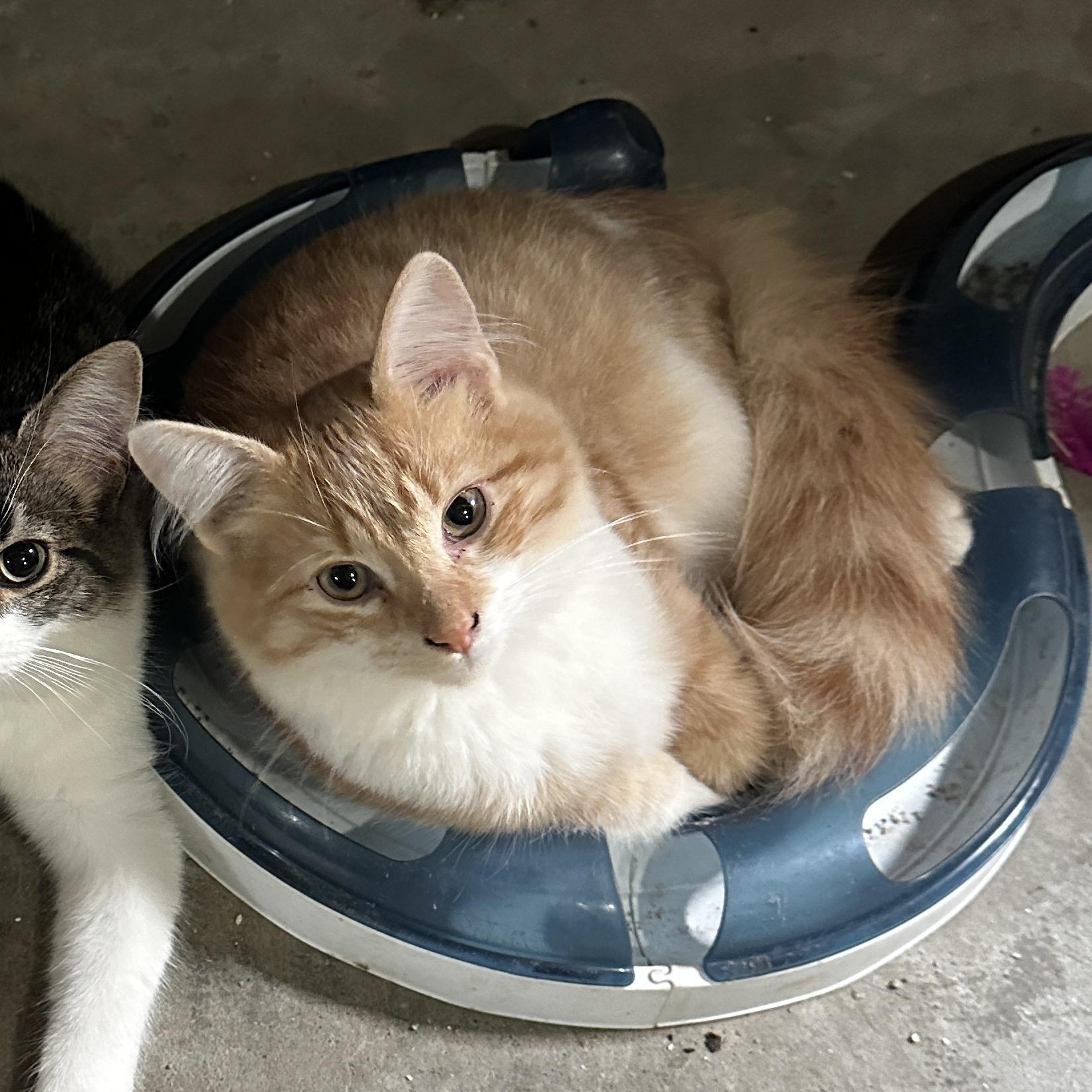 Potter, Adoptable, Kitten Male Domestic Medium Hair.