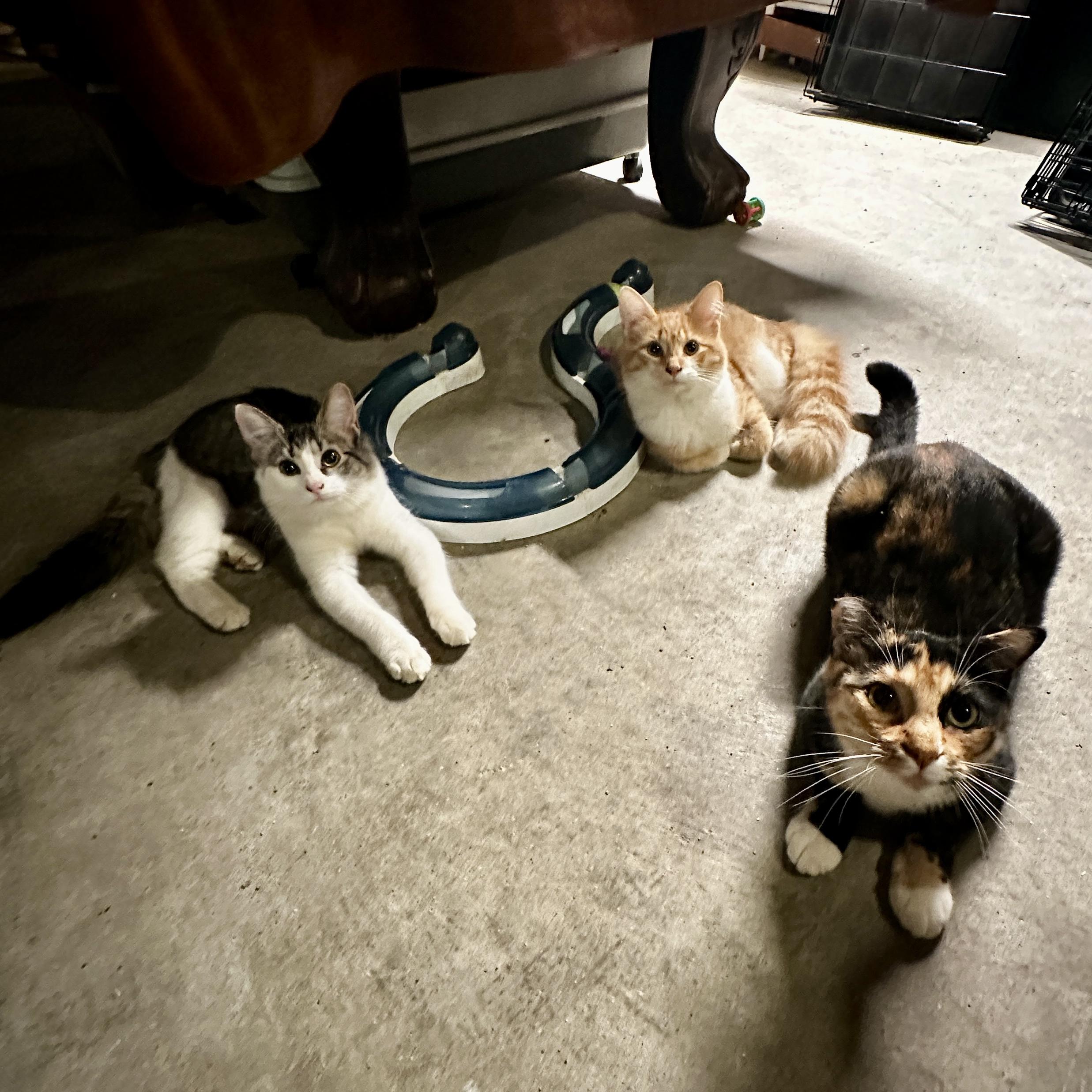 Enlarge Potter, a Adoptable Domestic Medium Hair in Suffolk, VA image 5/5