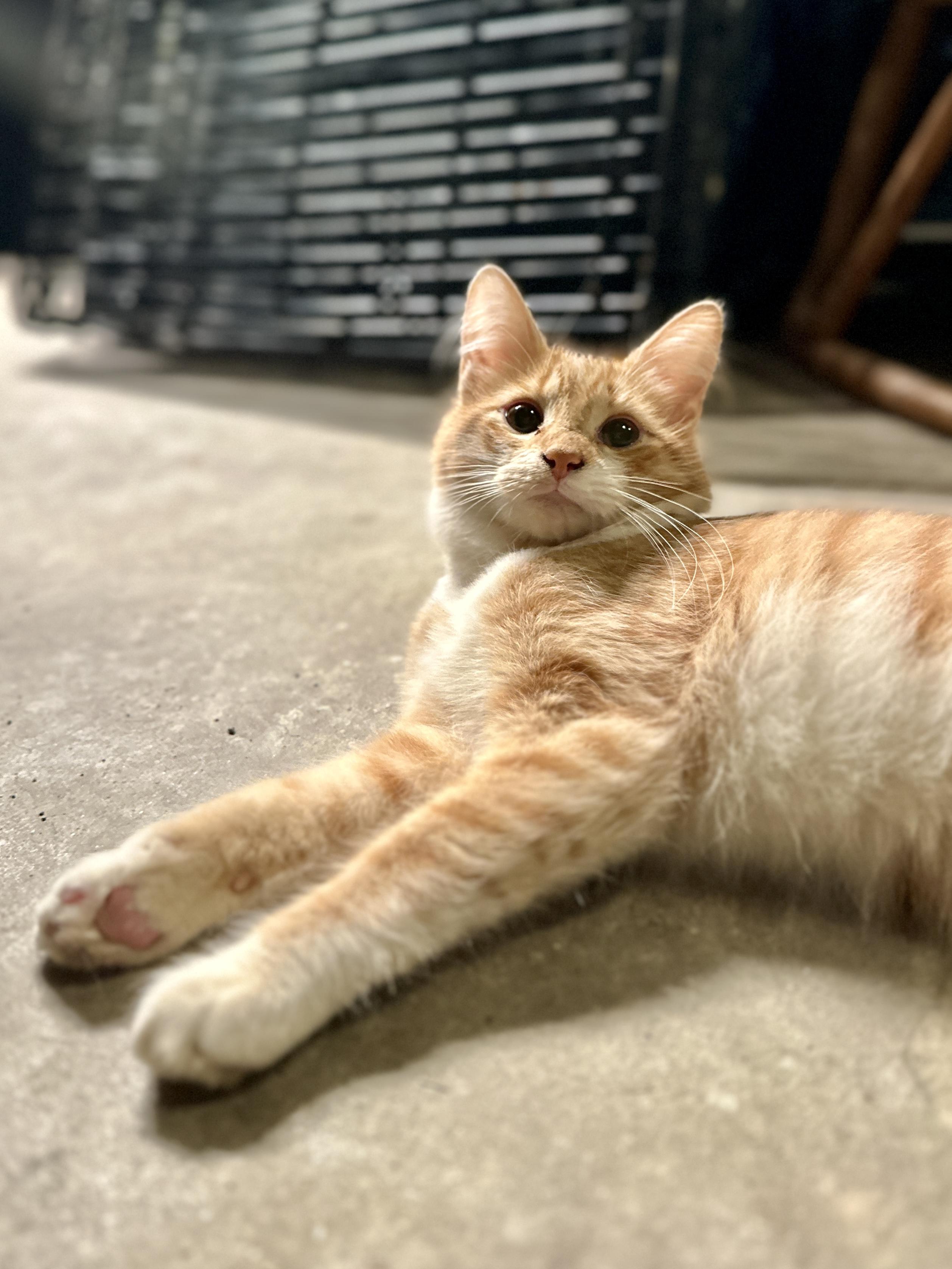 Enlarge Potter, a Adoptable Domestic Medium Hair in Suffolk, VA image 2/5