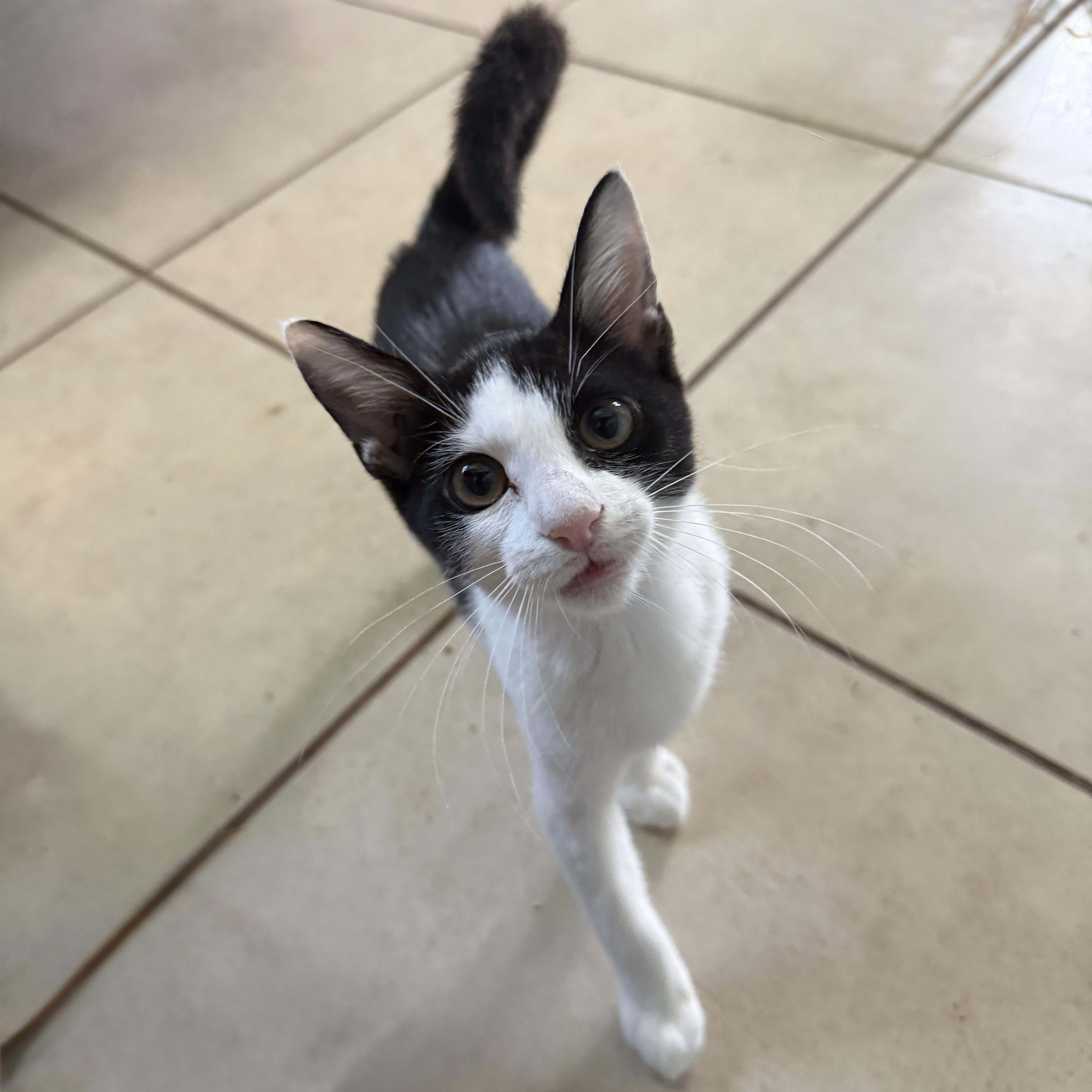 Lieutenant Dan, Adoptable, Kitten Male Domestic Short Hair.