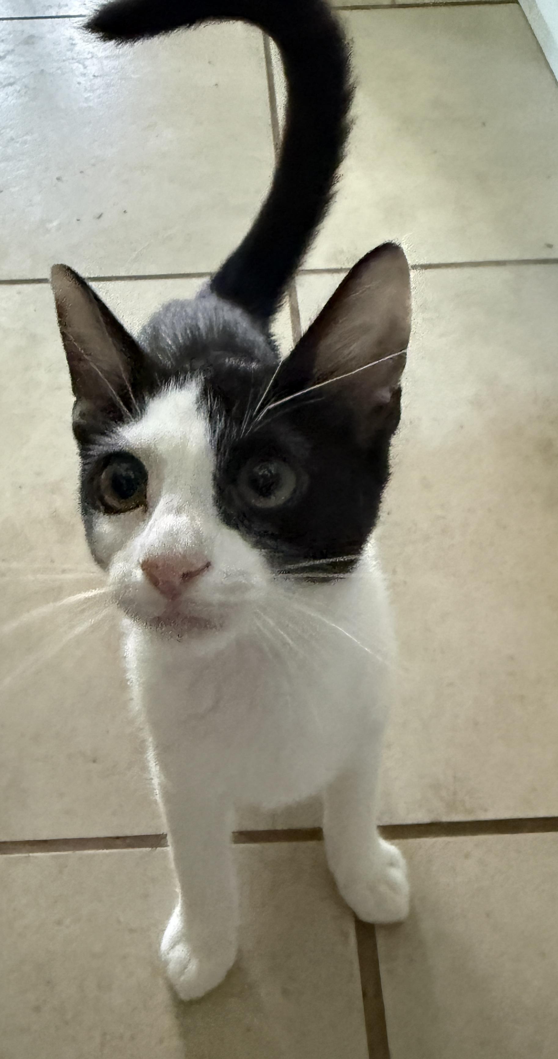 Enlarge Lieutenant Dan, a Adoptable Domestic Short Hair in East Boston , MA image 3/4