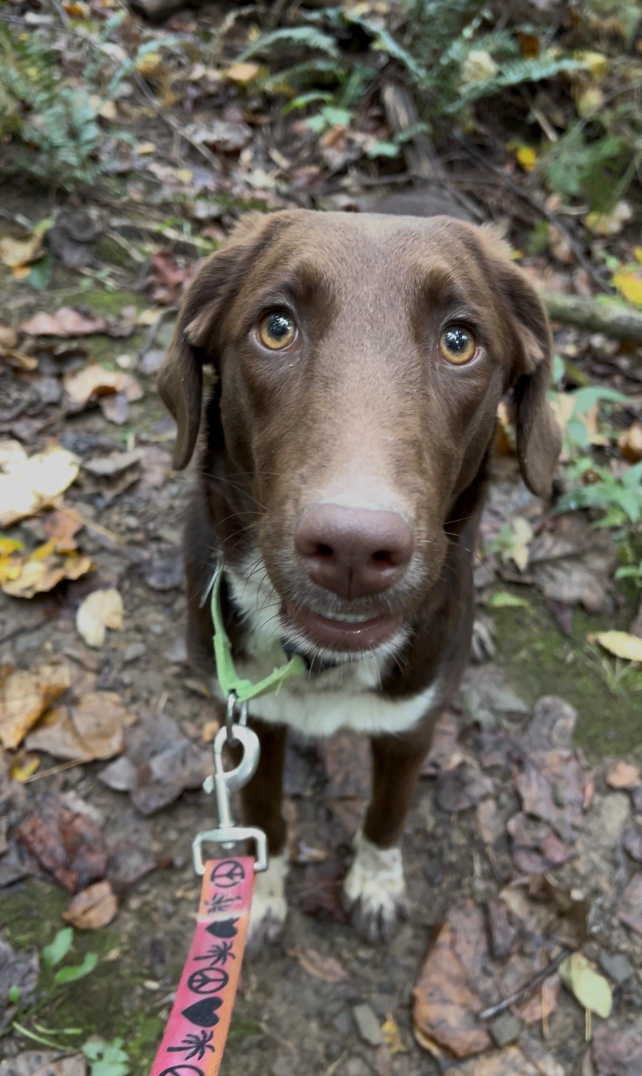 Enlarge ZITHER, a Adoptable mixed breed in Millerstown, PA image 1/6