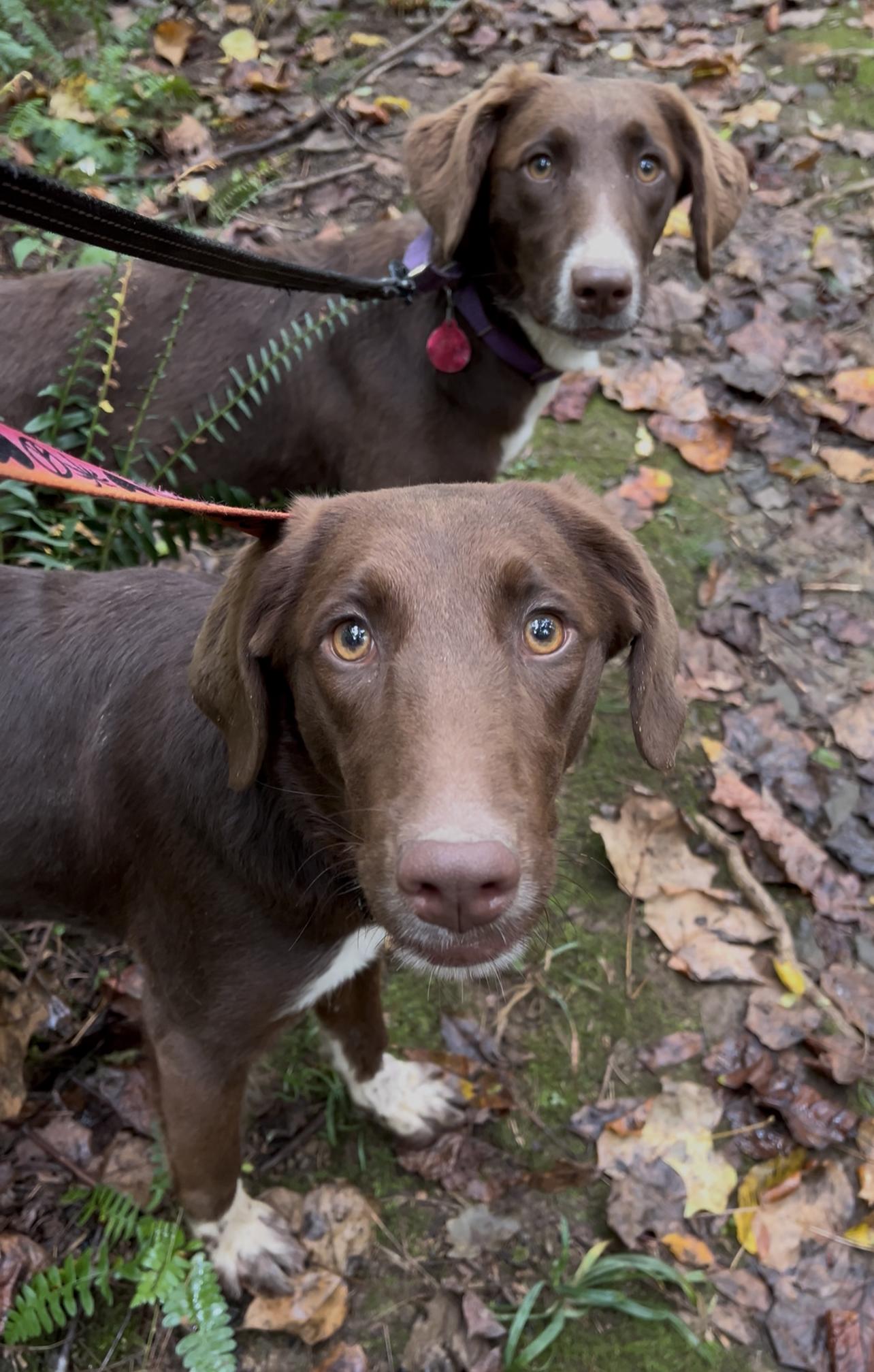 Enlarge ZITHER, a Adoptable mixed breed in Millerstown, PA image 2/6