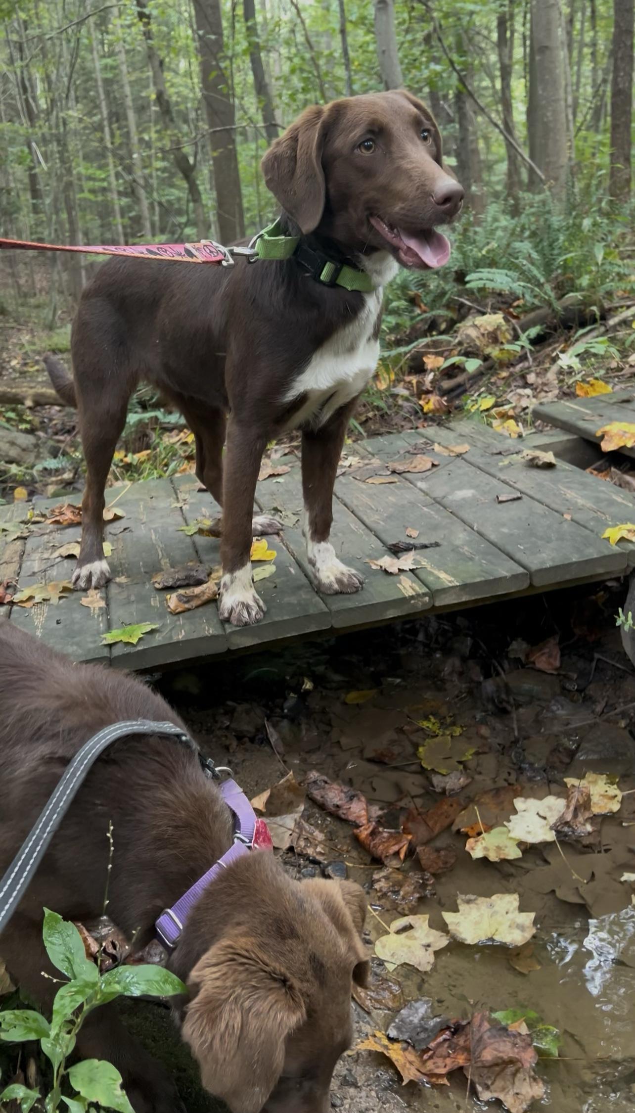 Enlarge ZITHER, a Adoptable mixed breed in Millerstown, PA image 6/6