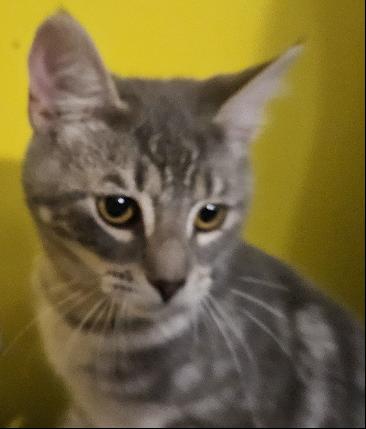 Millie, a Adoptable Domestic Short Hair in Evans City, PA image 1/2