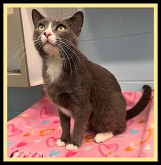 KIMBER, Adoptable, Young Female Domestic Short Hair.