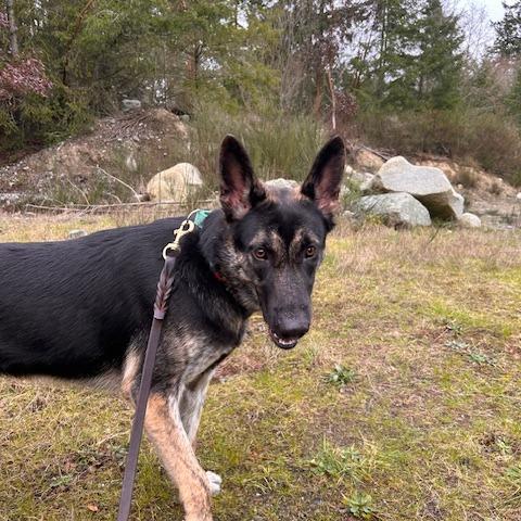 Juilet, Adoptable, Young Female Shepherd.