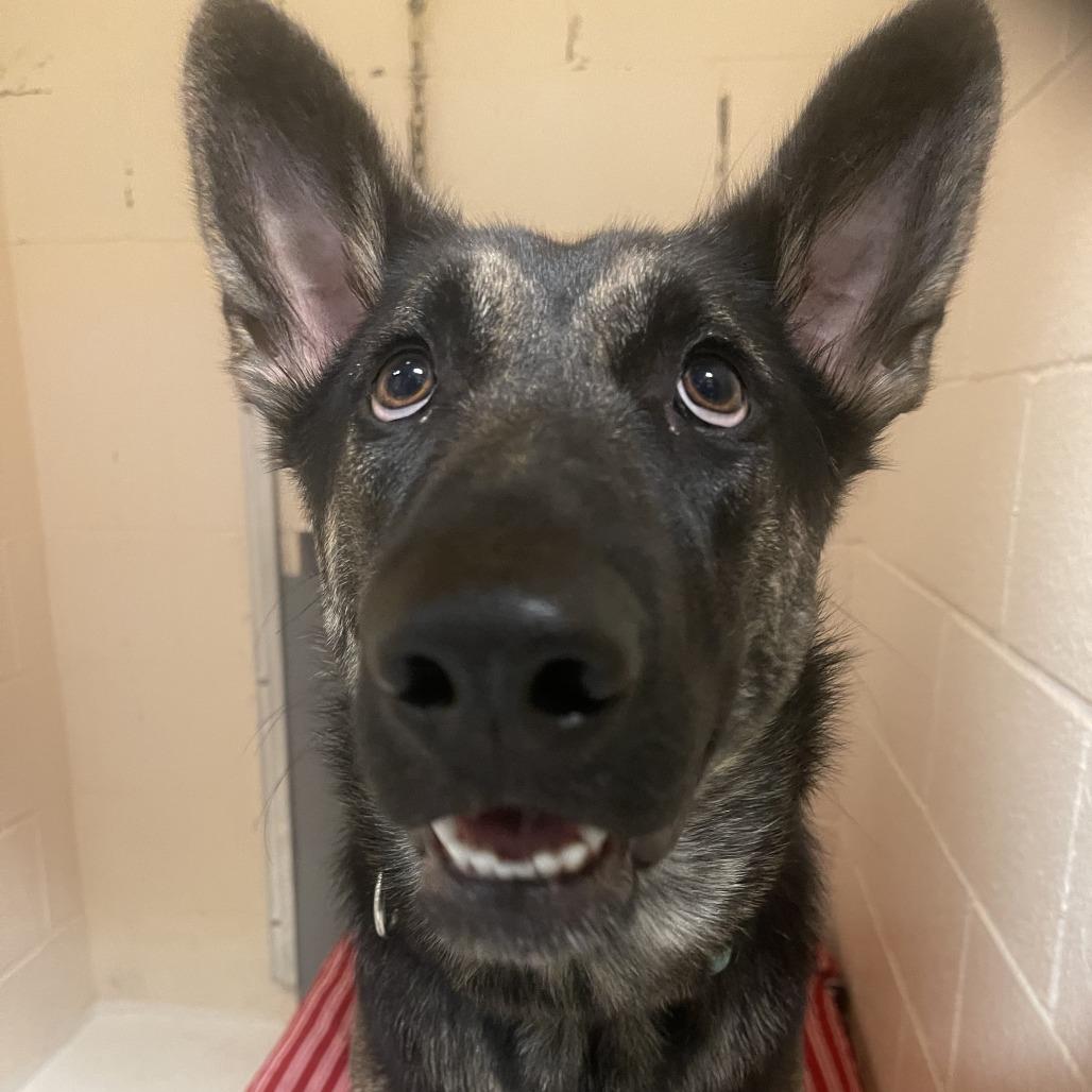 Enlarge Juilet, a Adoptable Shepherd in Port Townsend, WA image 2/3