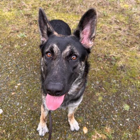 Enlarge Juilet, a Adoptable Shepherd in Port Townsend, WA image 3/3