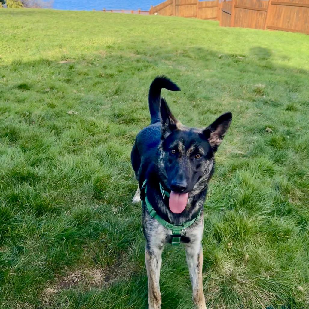 Enlarge Juliet, a Adoptable Shepherd in Port Townsend, WA image 4/6