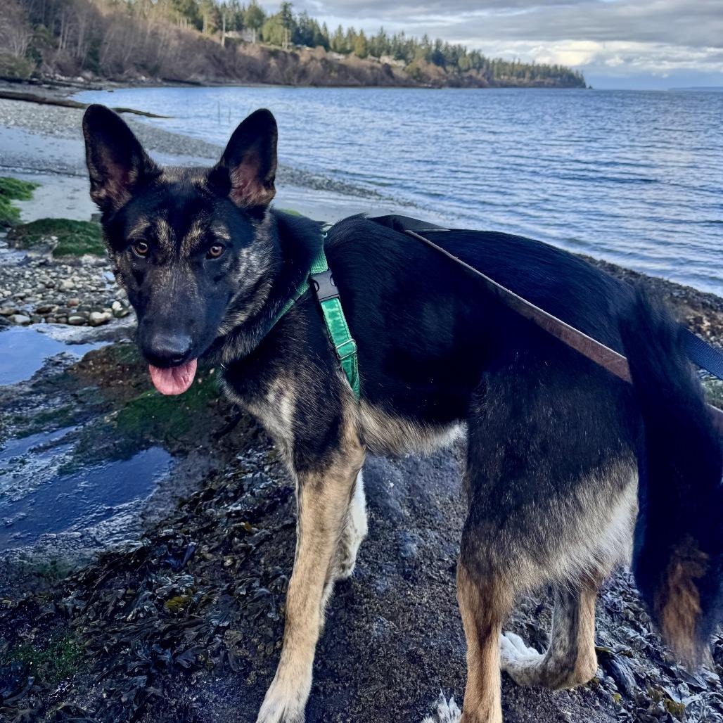 Enlarge Juliet, a Adoptable Shepherd in Port Townsend, WA image 5/6