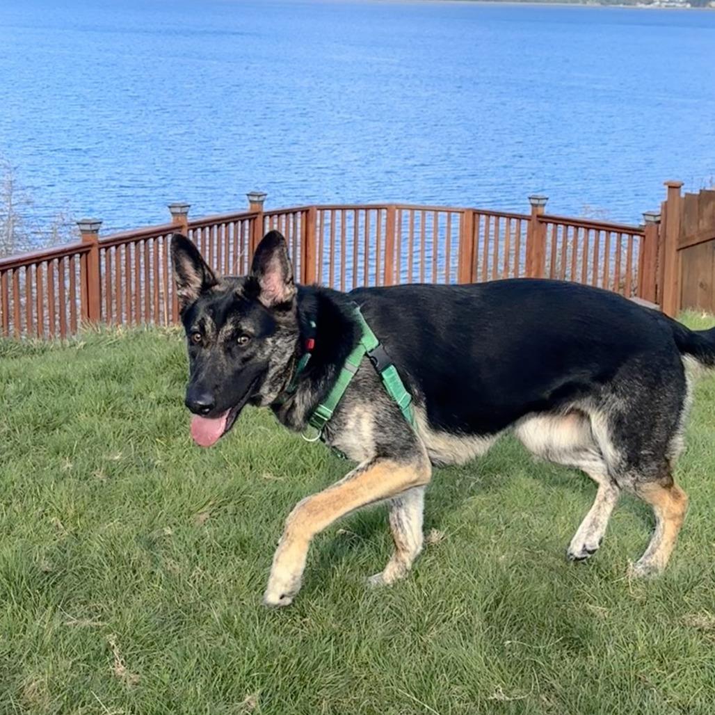 Enlarge Juliet, a Adoptable Shepherd in Port Townsend, WA image 6/6