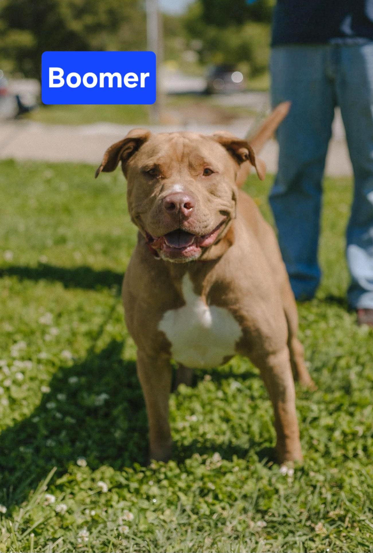 Boomer, ADOPTABLE, Adult Male American Staffordshire Terrier.
