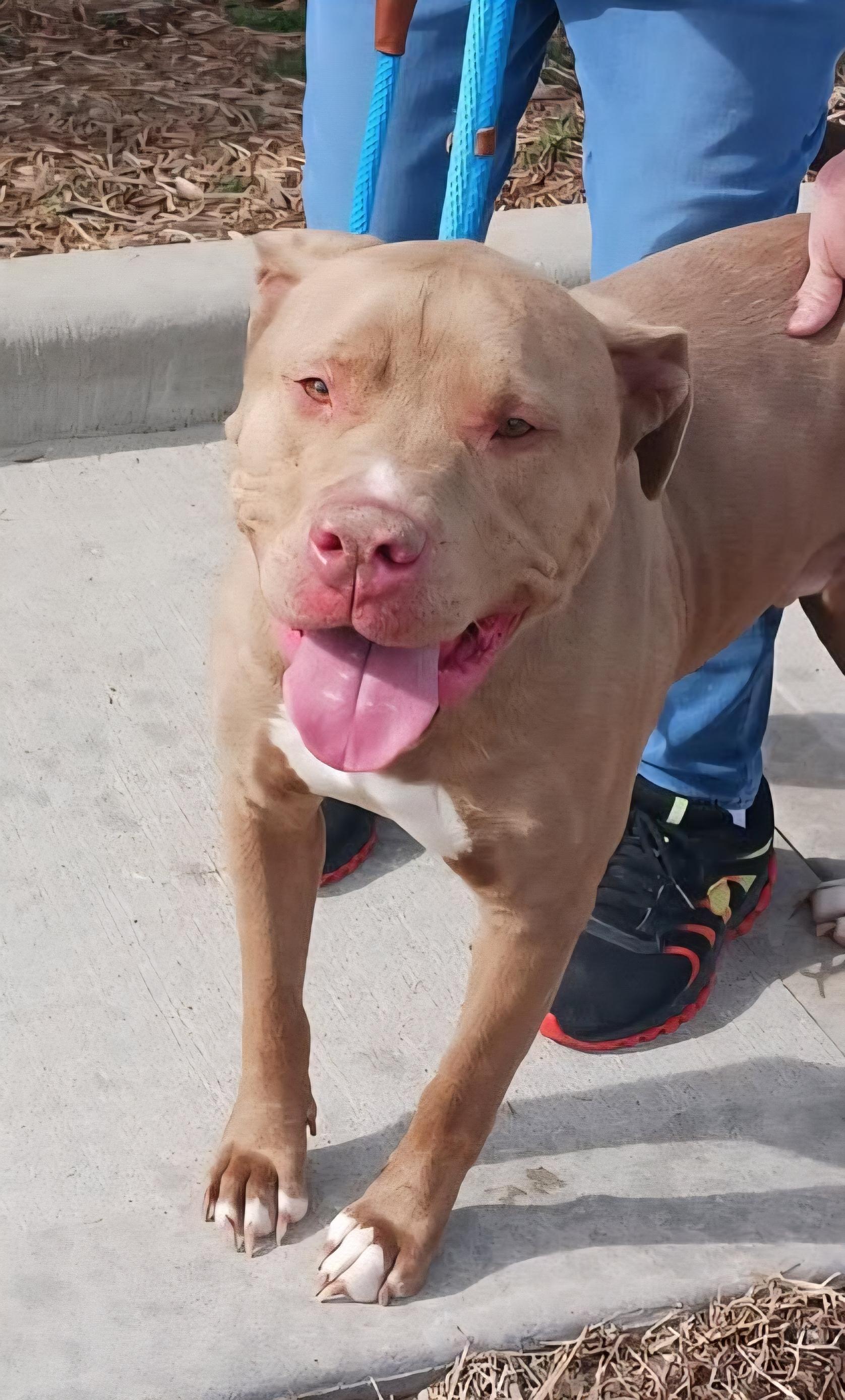 Boomer, ADOPTABLE, Adult Male American Staffordshire Terrier.