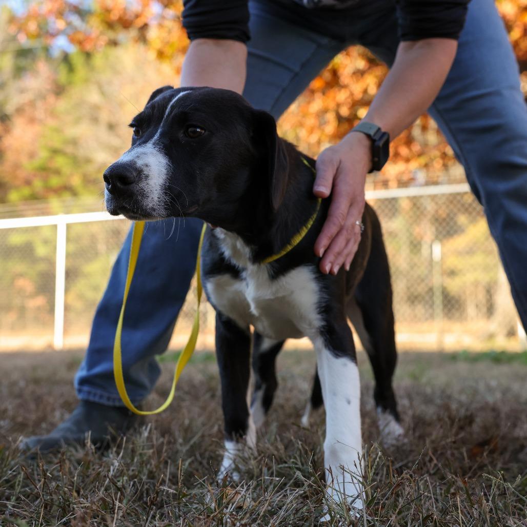 Venus, Adoptable, Young Female Labrador Retriever.