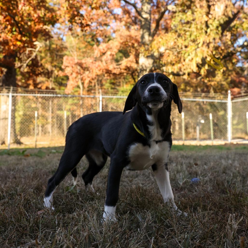 Venus, a Adoptable Labrador Retriever in Hohenwald, TN image 2/5