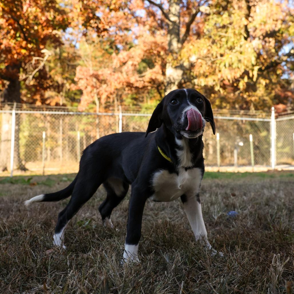 Venus, a Adoptable Labrador Retriever in Hohenwald, TN image 3/5