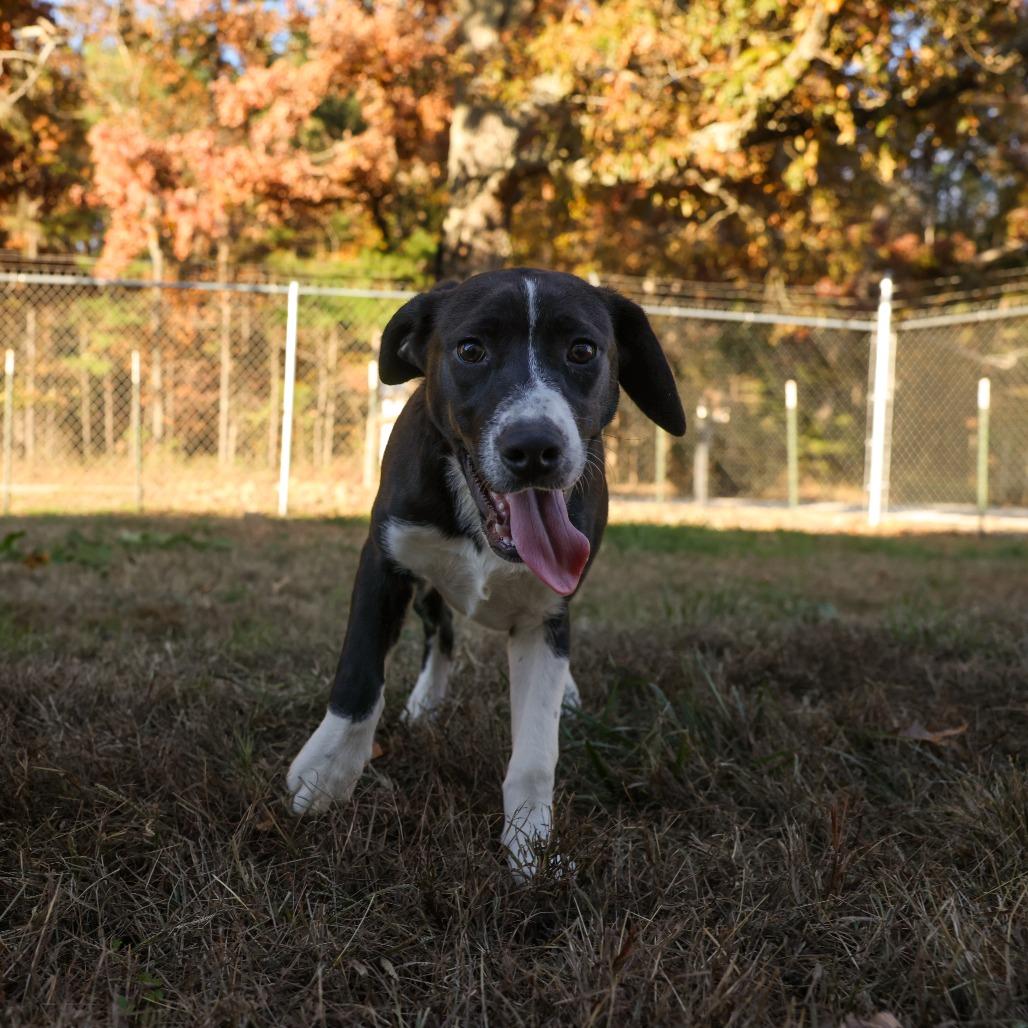 Venus, a Adoptable Labrador Retriever in Hohenwald, TN image 4/5
