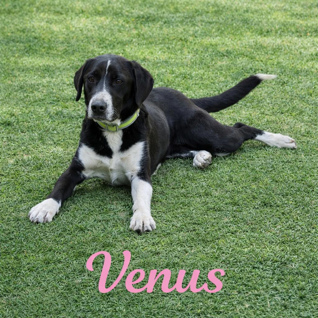 Venus, a Adoptable Labrador Retriever in Hohenwald, TN image 5/5