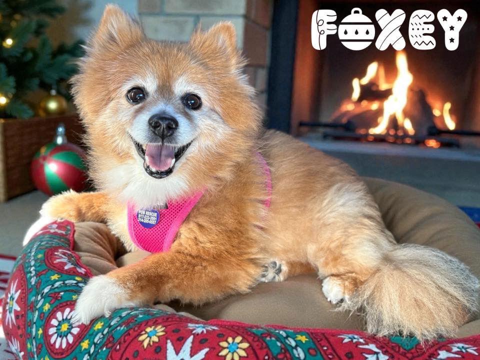 Enlarge Foxey, a Adoptable Pomeranian in Garland, TX image 2/4