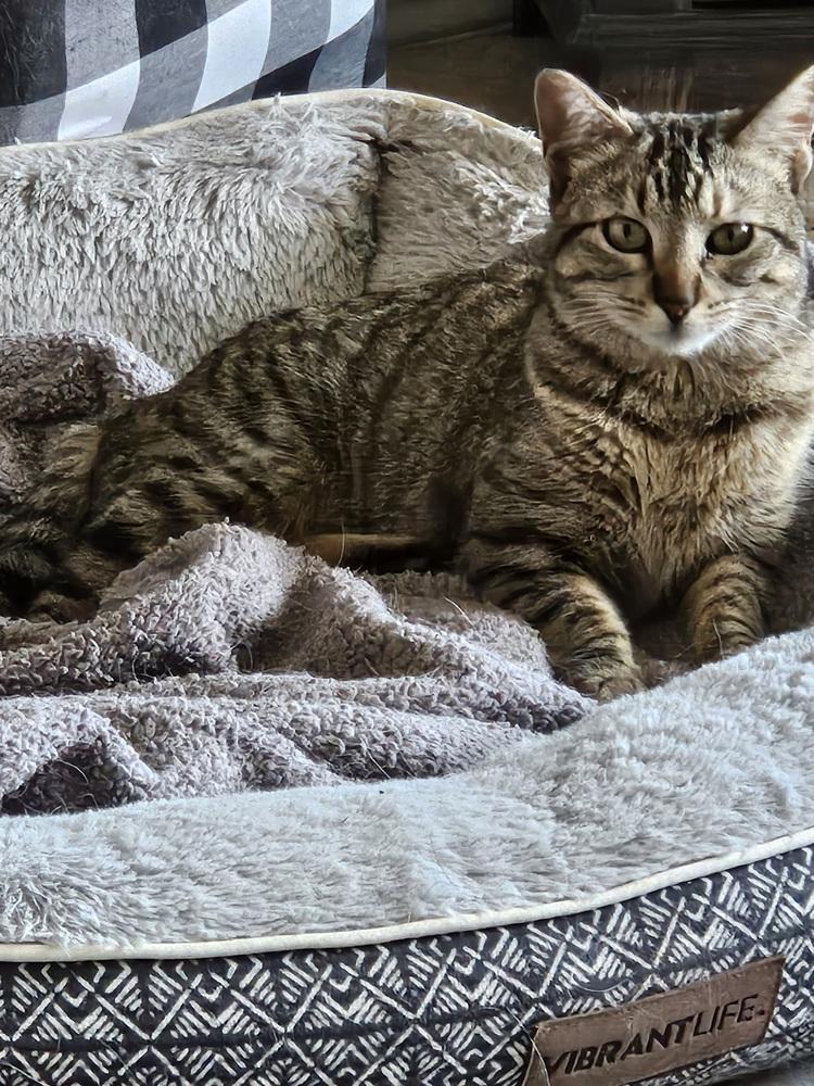 Tink — thumbnail 3