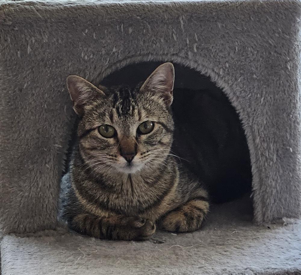 Tink — thumbnail 5