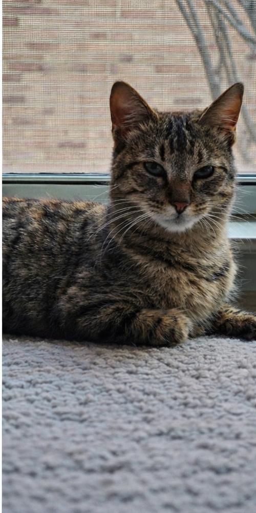 Tink — thumbnail 6