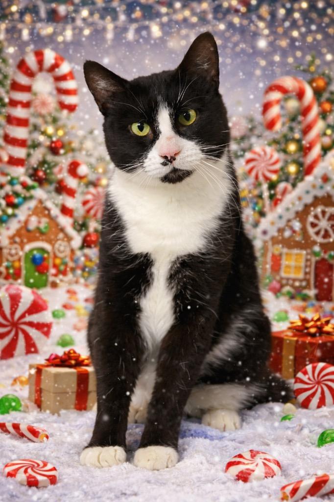 Gordon, Adoptable, Adult Male Domestic Short Hair.