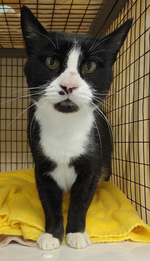 Enlarge Gordon, a Adoptable mixed breed in Grants Pass, OR image 2/6